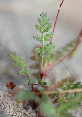 Bec-de-grue poilu Erodium cicutarium subsp. bipinnatum (Cav.) Tourlet, 1907