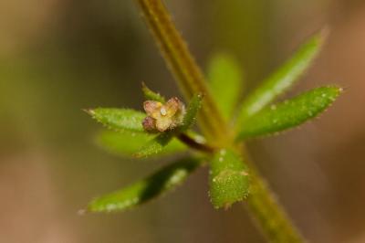 Gaillet de Paris Galium parisiense L., 1753