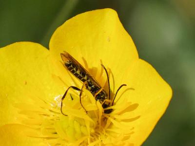  Cephus pygmeus (Linnaeus, 1767)