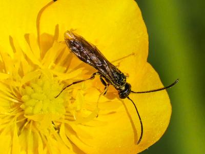  Cephus pygmeus (Linnaeus, 1767)
