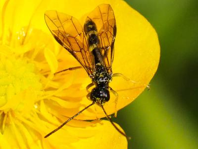  Cephus pygmeus (Linnaeus, 1767)