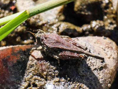 Tétrix des plages, Tétrix méridional Paratettix meridionalis (Rambur, 1838)