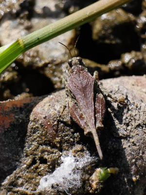 Tétrix des plages, Tétrix méridional Paratettix meridionalis (Rambur, 1838)
