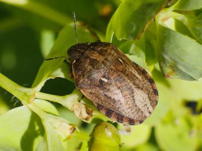  Eurygaster maura (Linnaeus, 1758)