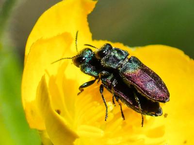  Anthaxia semicuprea Küster, 1851