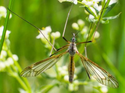 Cousins Tipulidae Latreille, 1802