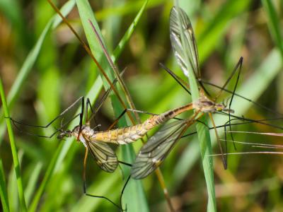 Cousins Tipulidae Latreille, 1802