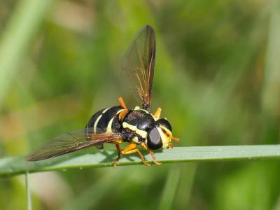  Xanthogramma citrofasciatum (De Geer, 1776)