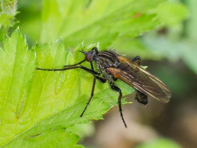 Empis marqueté Empis tessellata Fabricius, 1794