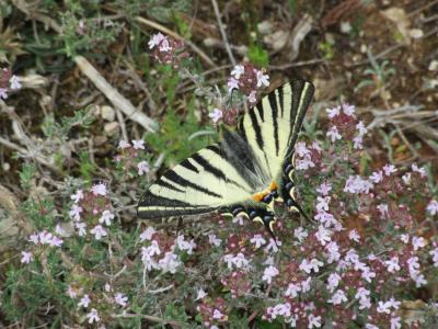 Flambé (Le) Iphiclides podalirius (Linnaeus, 1758)