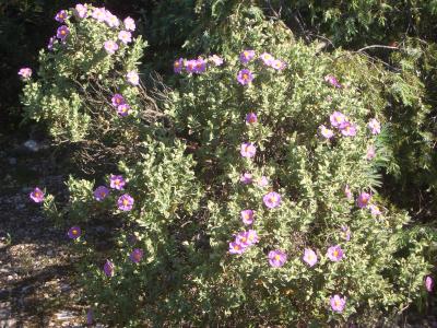 Ciste blanc, Ciste mâle à feuilles blanches, Ciste Cistus albidus L., 1753