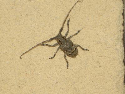 Mésose charançon Mesosa curculionoides (Linnaeus, 1760)