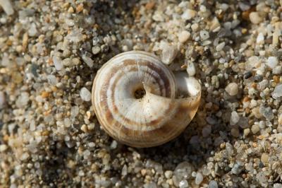 Caragouille globuleuse Cernuella virgata (da Costa, 1778)