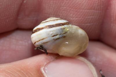 Caragouille globuleuse Cernuella virgata (da Costa, 1778)