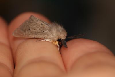 Ecaille mendiante (L') Diaphora mendica (Clerck, 1759)