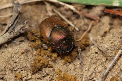  Onthophagus coenobita (Herbst, 1783)