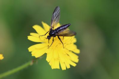  Empis ciliata Fabricius, 1787