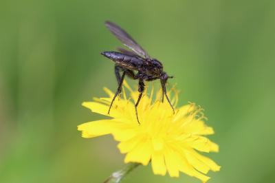  Empis ciliata Fabricius, 1787
