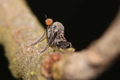 Empis pennipes Linnaeus, 1758