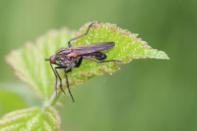 Empis marqueté Empis tessellata Fabricius, 1794
