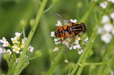  Helophilus pendulus (Linnaeus, 1758)