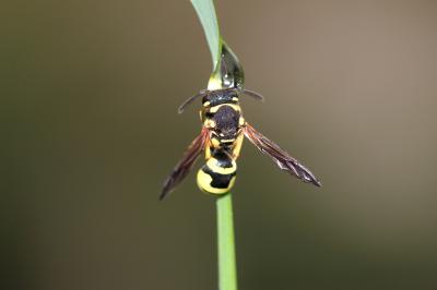  Odynerus Latreille, 1802