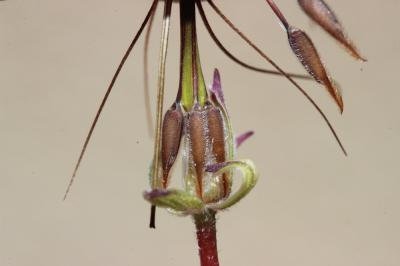 Érodium à feuilles découpées, Bec-de-grue lacinié, Erodium laciniatum (Cav.) Willd., 1800