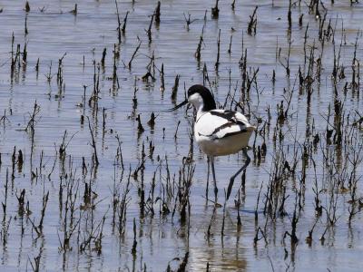 Avocette élégante Recurvirostra avosetta Linnaeus, 1758