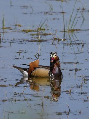 Canard mandarin Aix galericulata (Linnaeus, 1758)