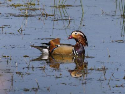 Canard mandarin Aix galericulata (Linnaeus, 1758)