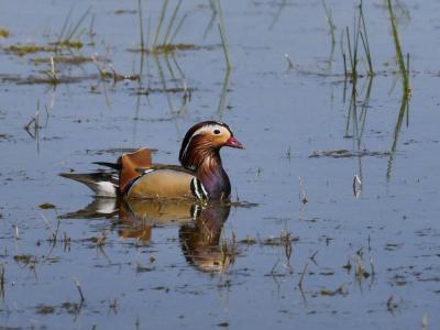 Canard mandarin Aix galericulata (Linnaeus, 1758)