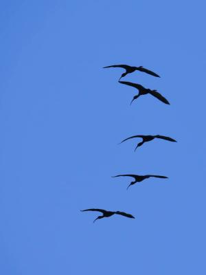 Ibis falcinelle Plegadis falcinellus (Linnaeus, 1766)