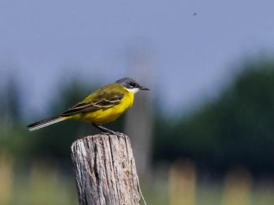 Bergeronnette printanière Motacilla flava Linnaeus, 1758
