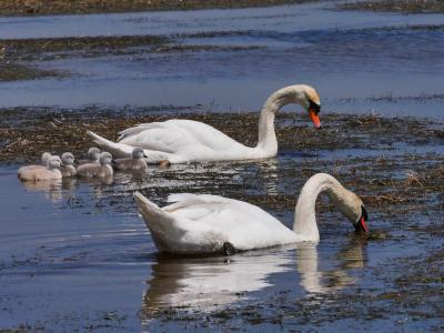 Cygne tuberculé Cygnus olor (Gmelin, 1803)