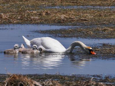 Cygne tuberculé Cygnus olor (Gmelin, 1803)