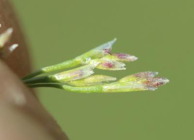 Sphénope Sphenopus divaricatus (Gouan) Rchb., 1830