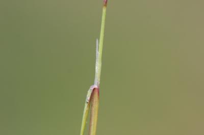 Sphénope Sphenopus divaricatus (Gouan) Rchb., 1830