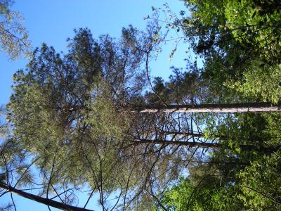 Pin de Salzmann Pinus nigra subsp. salzmannii (Dunal) Franco, 1943