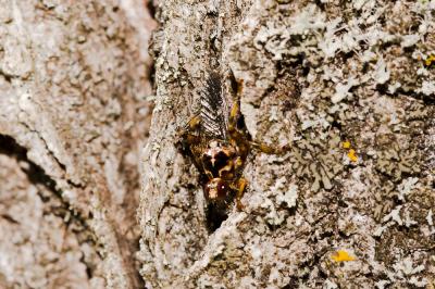 Mouche à chien Hippobosca equina Linnaeus, 1758