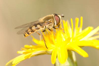  Eupeodes corollae (Fabricius, 1794)