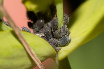  Aphis euphorbiae Kaltenbach, 1843