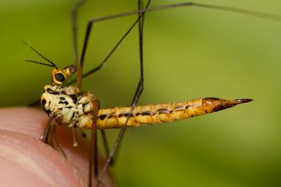  Nephrotoma submaculosa Edwards, 1928