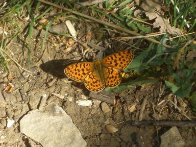 Grand collier argenté (Le), Nacré sagitté (Le) Boloria euphrosyne (Linnaeus, 1758)