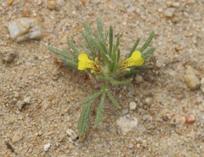 Bugle jaune, Bugle petit-pin, Petite Ivette Ajuga chamaepitys (L.) Schreb., 1773