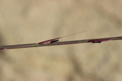 Psilure, Psilurus aristé Psilurus incurvus (Gouan) Schinz & Thell., 1913