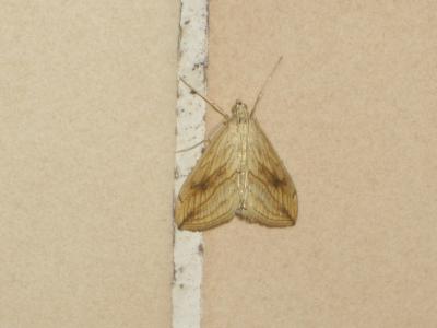  Evergestis forficalis (Linnaeus, 1758)