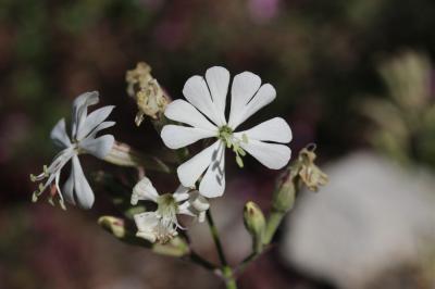 Silène d'Italie Silene italica (L.) Pers., 1805