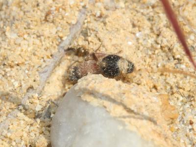  Smicromyrme rufipes (Fabricius, 1787)