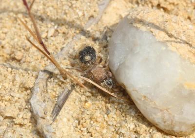  Smicromyrme rufipes (Fabricius, 1787)