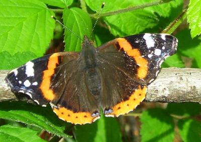 Vulcain (Le), Amiral (L'), Vanesse Vulcain (La), C Vanessa atalanta (Linnaeus, 1758)